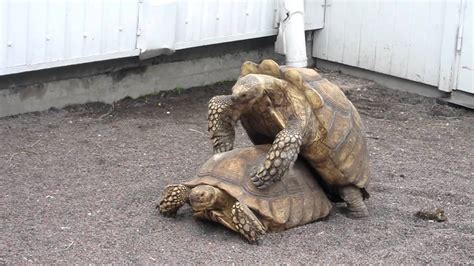 Tortoises Having Sex Youtube