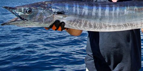 Salt Life The Cayman Islands Wahoo Salt Life