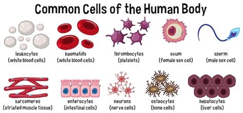 What Cell Part Means Colored Bodies The Meaning Of Color