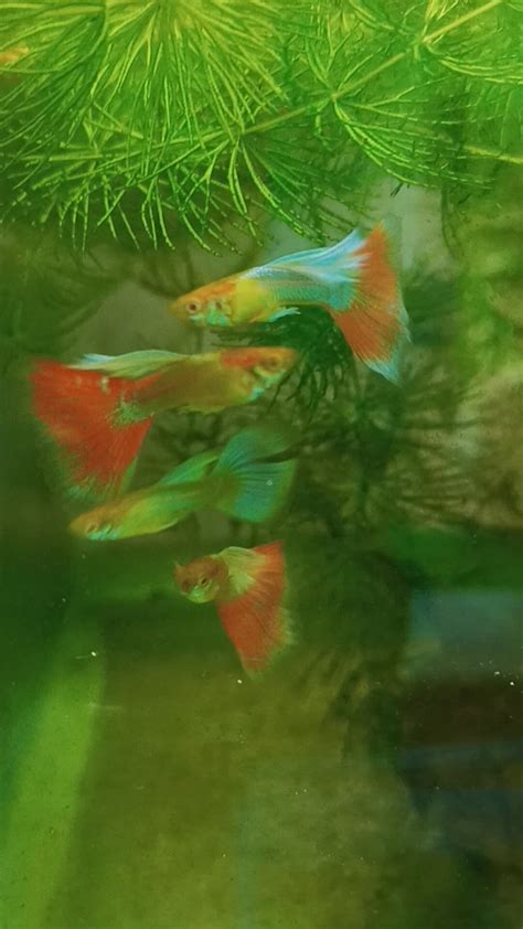 Guppy Santa Claus Albino 1 Pair Lazada