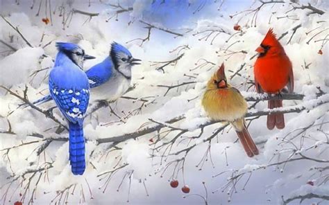 Winter Cardinal Wallpapers Top Free Winter Cardinal Backgrounds