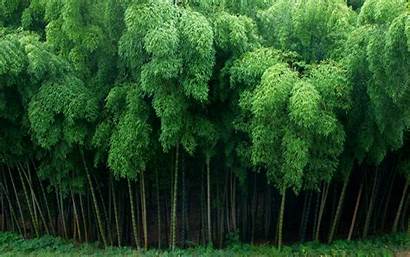 Bamboo Background Forest Plant Tree Japan Wallpapers