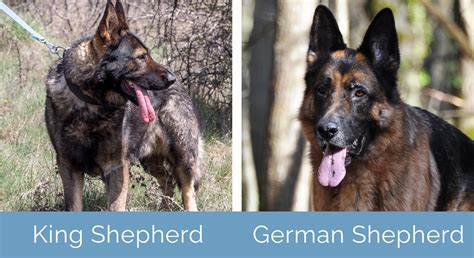 King Shepherd Vs German Shepherd What S The Difference With Pictures Hepper