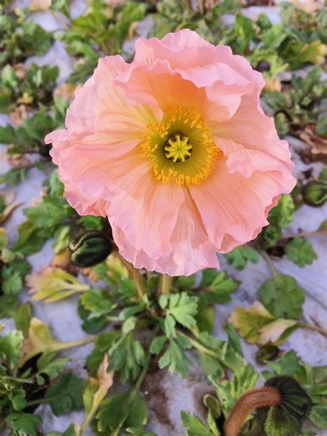 Peach Icelandic Poppy Grown At Love N Fresh Flowers Flower Farm