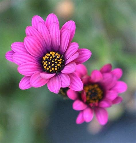 Pink Daisys Daisy Flower Pictures Love Flowers Daisies Pretty In