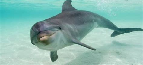 Dolphins Are Surprisingly Chatty Rare Footage Reveals How They â