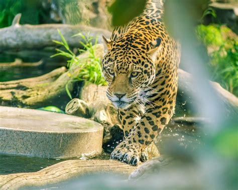 Download 1280x1024 Jaguar Sneaky Walk Predator Big Cats Wallpapers