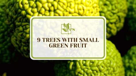 9 Trees With Small Green Fruit What Fruiting Tree Is That Evergreen