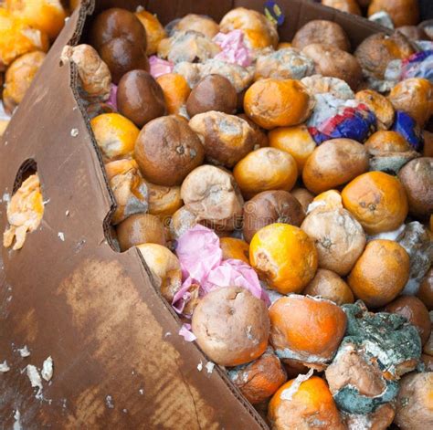 Rotten Mandarin Oranges On The Landfill Stock Photo Image Of Pile