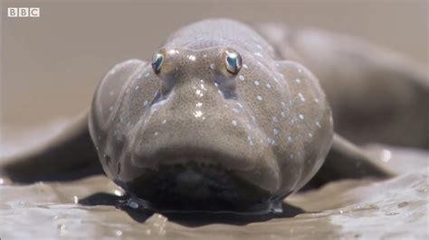 Mudskippers The Fish That Walk On Land Life Bbc Earth Youtube