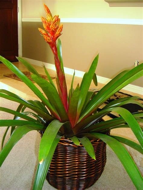 Maybe you would like to learn more about one of these? 27 best Indoor tropical plants images on Pinterest ...