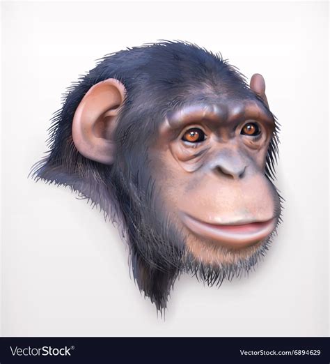 Chimpanzee Head Realistic Royalty Free Vector Image