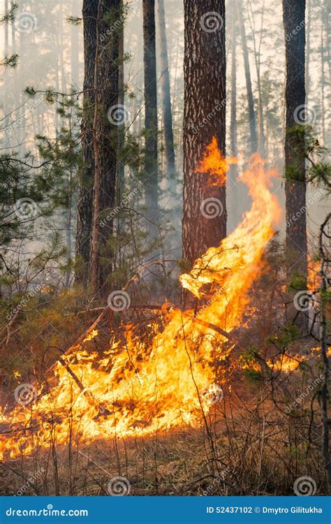 Big Flame On Forest Fire Stock Photo Image Of Danger 52437102