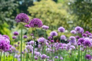 Klassieke Allium De 6 Mooiste Soorten Gardeners World
