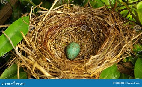 Nest Hidden In The Tree Stock Photo Image Of Forest 5383280