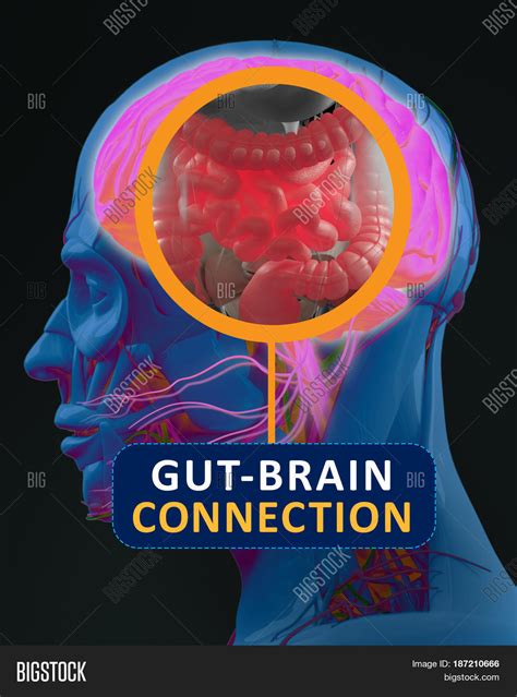 Gut Brain Connection Image And Photo Free Trial Bigstock