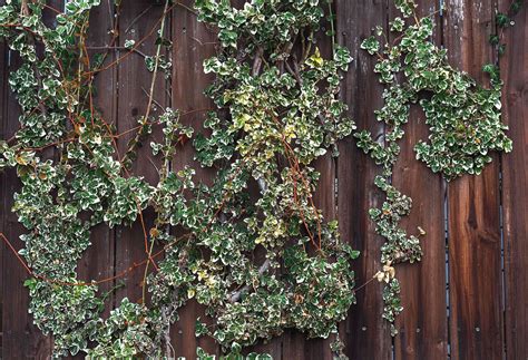 10 Perennial Vines For Shady Areas