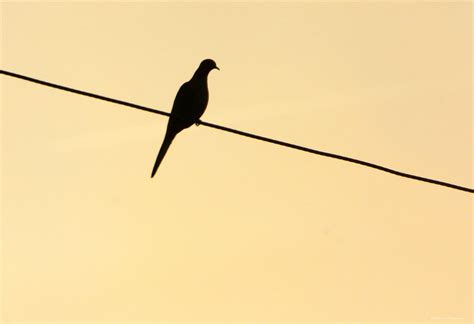 Mourning Dove Silhouette A Mourning Dove Silhouetted By Th Flickr