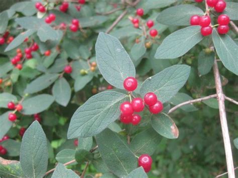 Help Me Id These Three Red Berry Bushes Fruiting Now Plants Forum At
