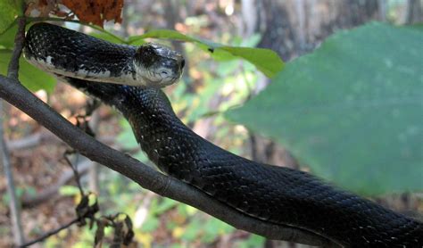 Black Rat Snake Photos Diagrams And Topos Summitpost