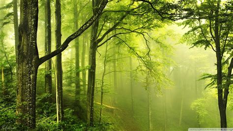 Nature Green Forest Wallpapers Top Free Nature Green Forest