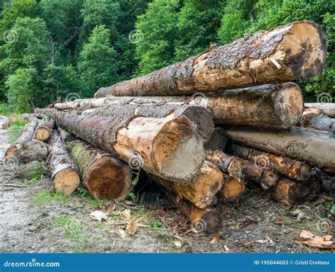 Fresh Cut Pile Of Wood Logs Or Stumps In The Forest Stock Image