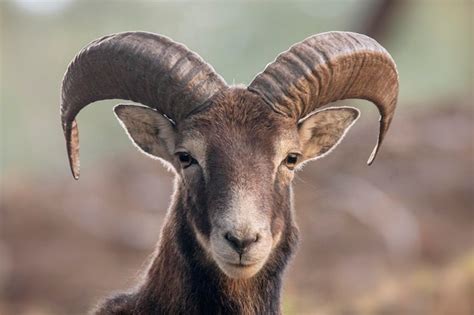 Premium Photo Male Mouflon In The Wild