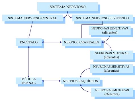 Mapa conceptual del sistema nervioso Central y Periférico Cuadros