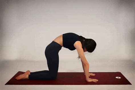 Cat Cow Pose Chakravakasana Benefits Of Cat Cow For The Whole Body