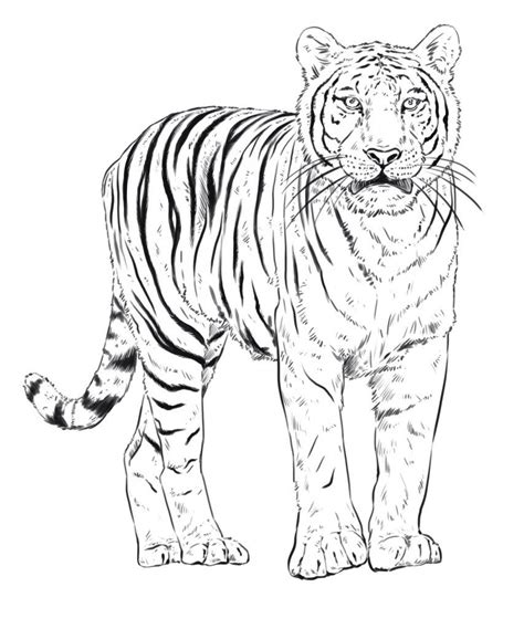 How To Draw A Tiger Wonderstreet Easy Tiger Drawing Tiger Drawing