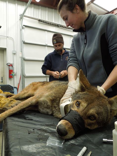 Return Of The Red Wolf Highlighting Research Red Wolf Disease
