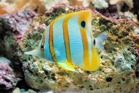 15 Popular Fish With Yellow Stripes Fishlab