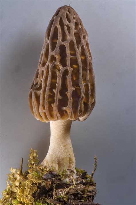 Photo 2052-09: Morel mushroom Morchella esculenta var. conica ...