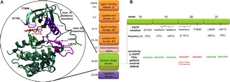 Figure 2 From Epidermal Growth Factor Receptor Egfr Mutations In Lung