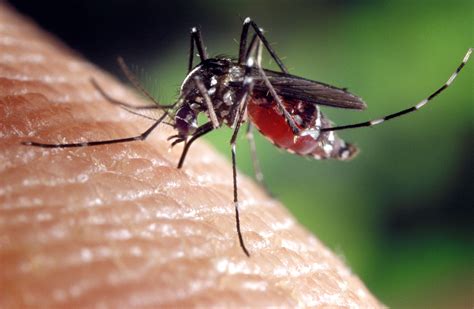 무료 사진 Aedes Albopictus 모기 속 Culicine 가족 모기