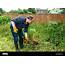 A Man Uses Garden Fork To Dig Up Weeds In An Overgrown Back 