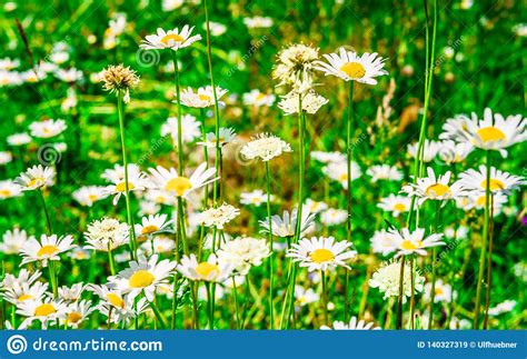 Panorama Background With Daisies And Fresh Green Grass Stock Image