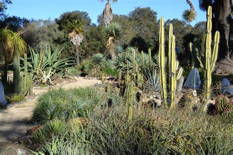 Arizona Cactus Garden