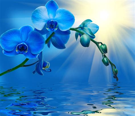 Blue And Purple Orchids Backgrounds