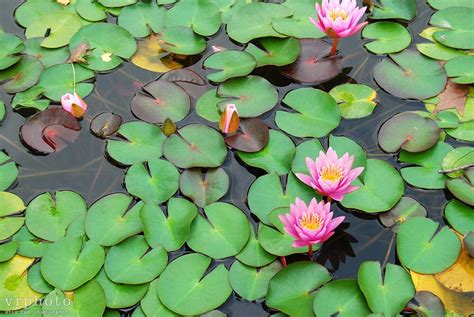 Pink Lilies Water Lilies Lily Pads Pink Lotus Flowers Pink Etsy