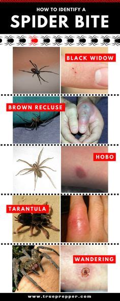 13 Spider Identification Ideas Spider Identification Spider Survival