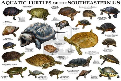 Fine Art Illustration Of The All The Species Native To The Southeastern
