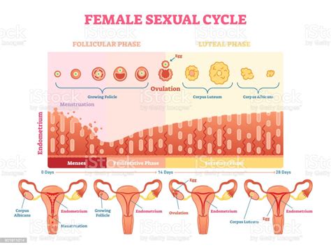 Female Sexual Cycle Vector Illustration Graphic Diagram With