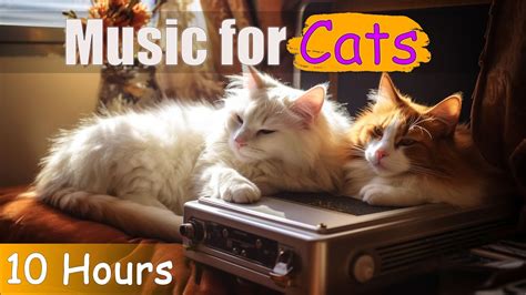 Tv For Cats Music For Cats Cat Relaxing Music Cat Music Cat Help