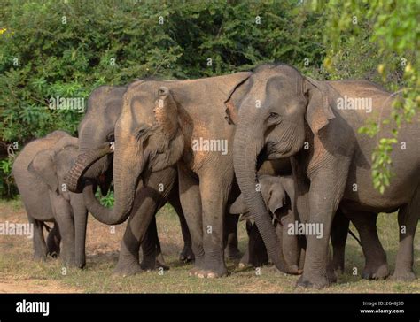 Elephant Herd In The Wild Elephants In The Wild Wild Elephants