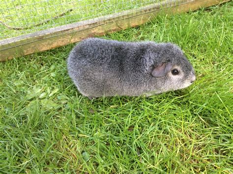Two Pedigree Rex Cavies For Sale In Newport Expired Wightbay