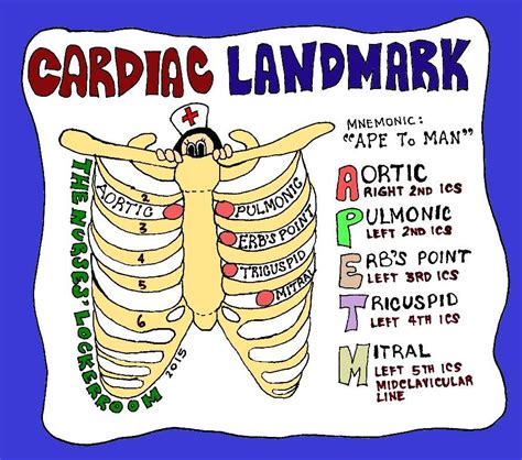 Cardiac Landmarks Nursing Google Search Nursing School Survival Emergency Nursing Nurse