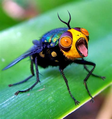 Snapper Fly By Ozplasmic On Deviantart 昆虫アート 可愛すぎる動物 動物 写真