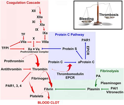 Coagulation Anticoagulation And Fibrinolysis Maintain A Delicate