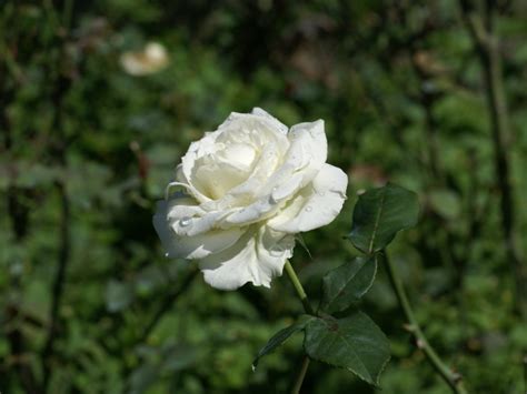 Free Download Pure White Rose Wallpaper Colors Wallpaper 34512062